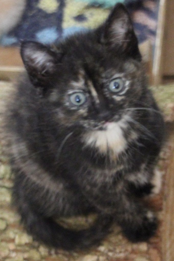 lieve schildpad poesjes, Poes, Kortharig, 0 tot 2 jaar