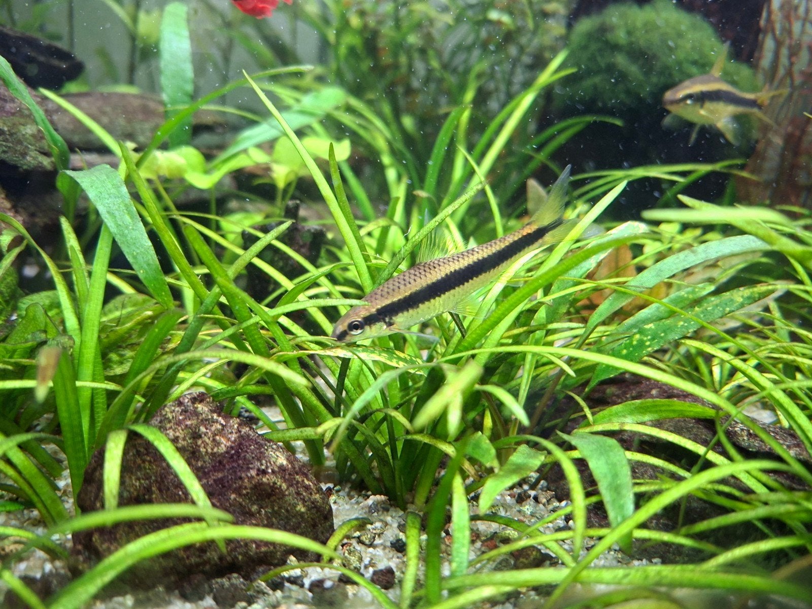 Siamese algeneter, Dieren en Toebehoren, Vissen | Aquariumvissen, Zoetwatervis, Vis