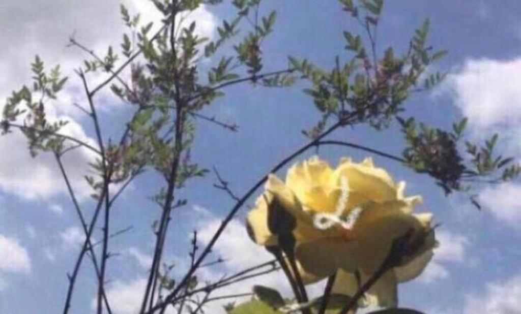 BIO Luxe geurende rozen in de potten diverse stekjes, Overige soorten, Volle zon, Vaste plant, Ophalen of Verzenden