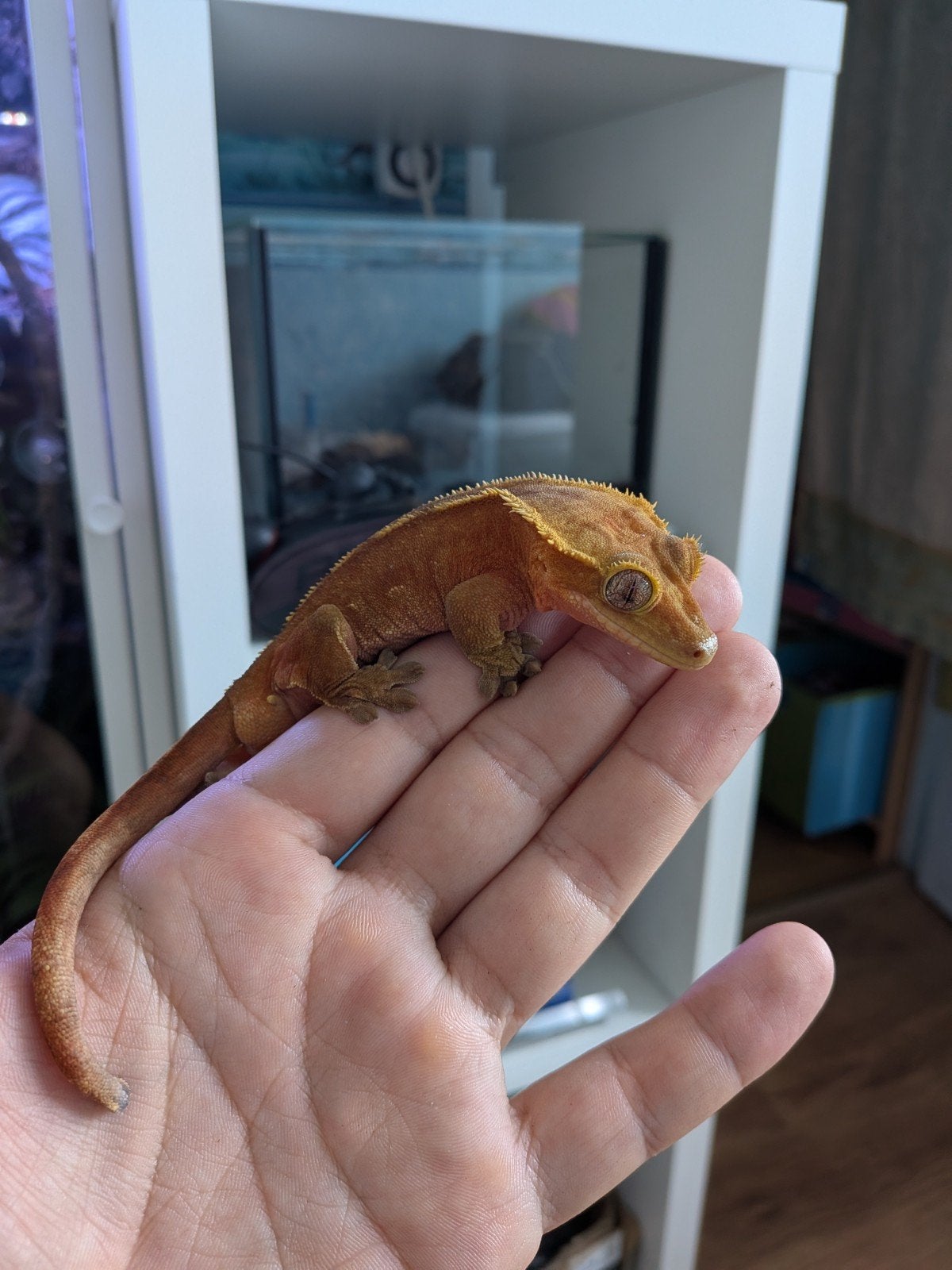 Wimper gekko man 3 jaar, Ophalen of Verzenden
