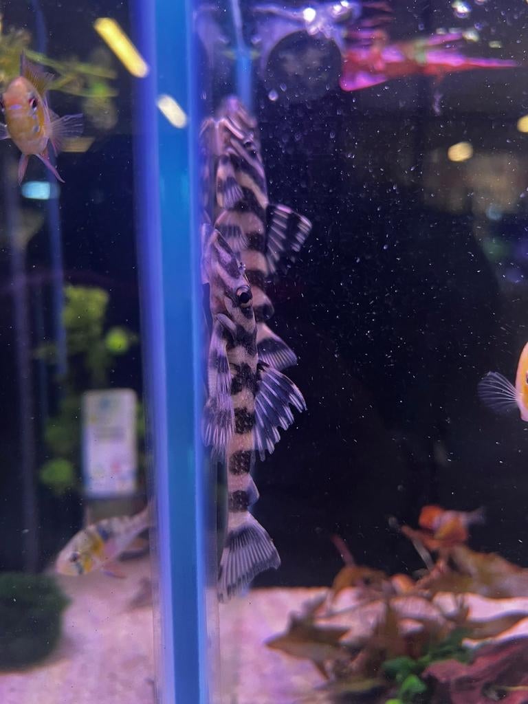 L168 butterfly pleco, Vis, Zoetwatervis, Schoolvis