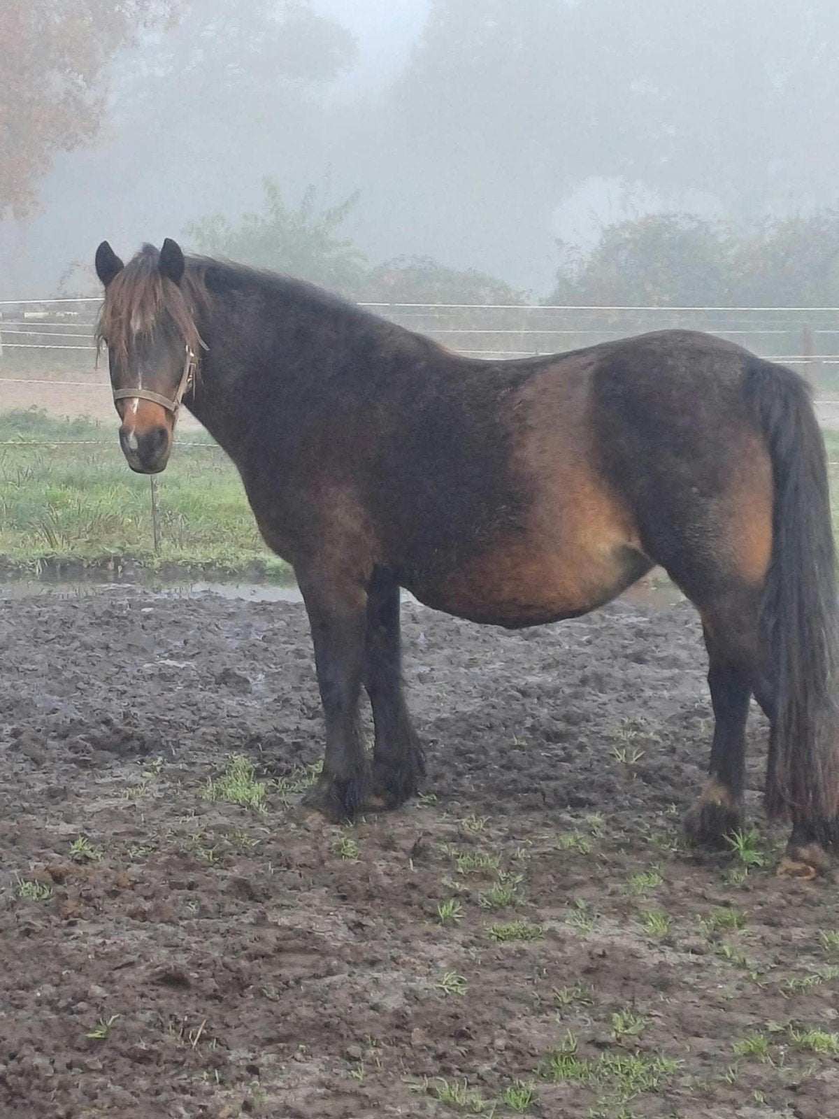 lieve b pony weidemaatje, Dieren en Toebehoren, Merrie, B pony (1.17m tot 1.27m), Gechipt, 11 jaar of ouder