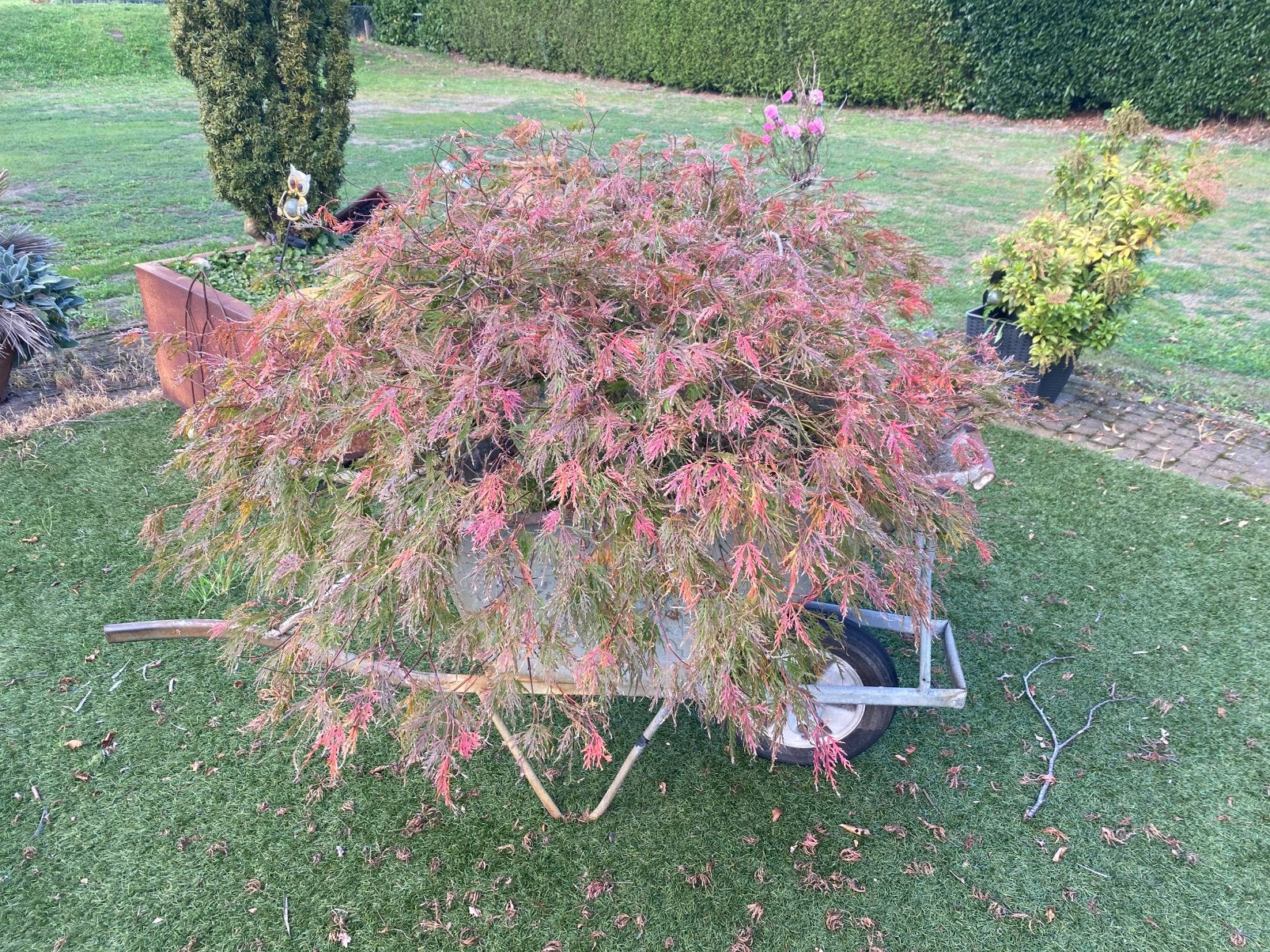 Zeer mooie Japanse esdoorn, Tuin en Terras, Ophalen, Bloeit niet, Overige soorten, Halfschaduw