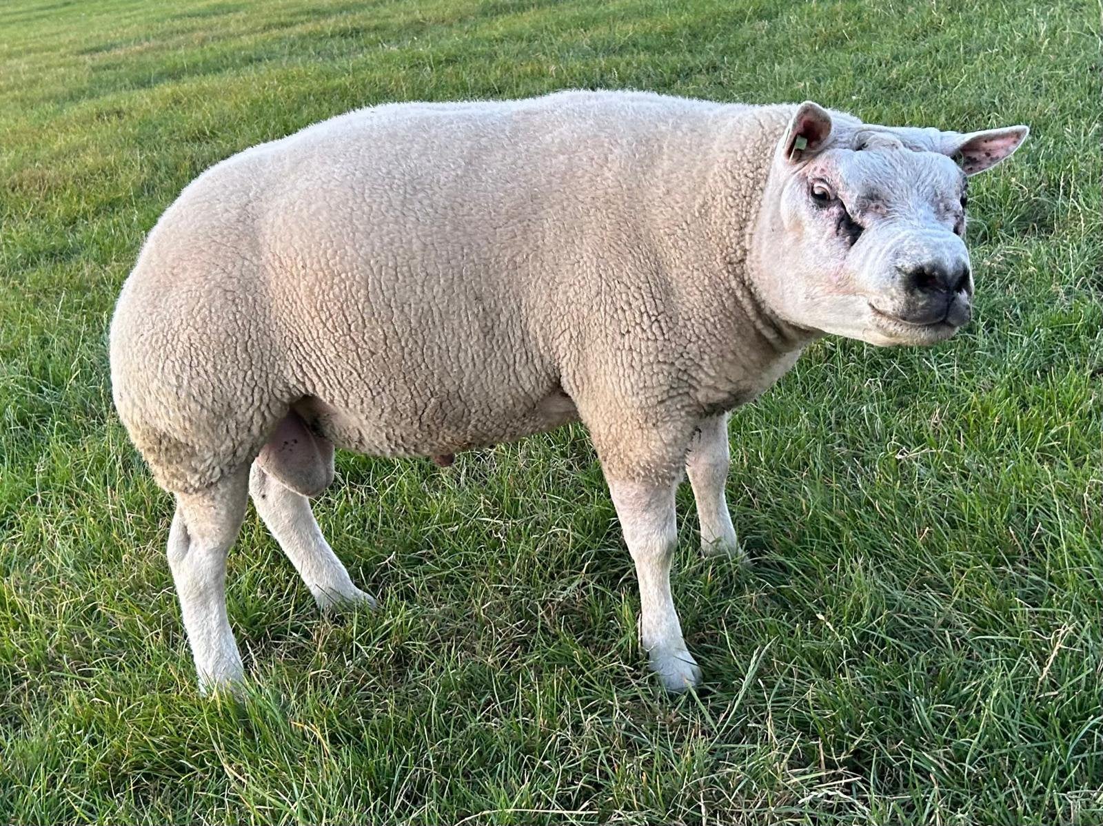 Texelaar ram te koop!, Dieren en Toebehoren, Mannelijk, Schaap