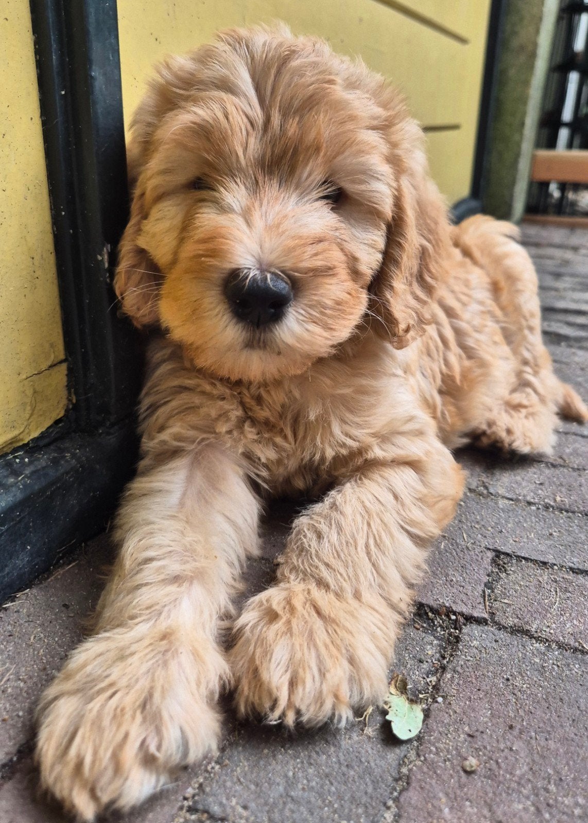 labradoodle pups abrikooskleur, Dieren en Toebehoren, Honden | Retrievers, Spaniëls en Waterhonden, Overige rassen, 8 tot 15 weken