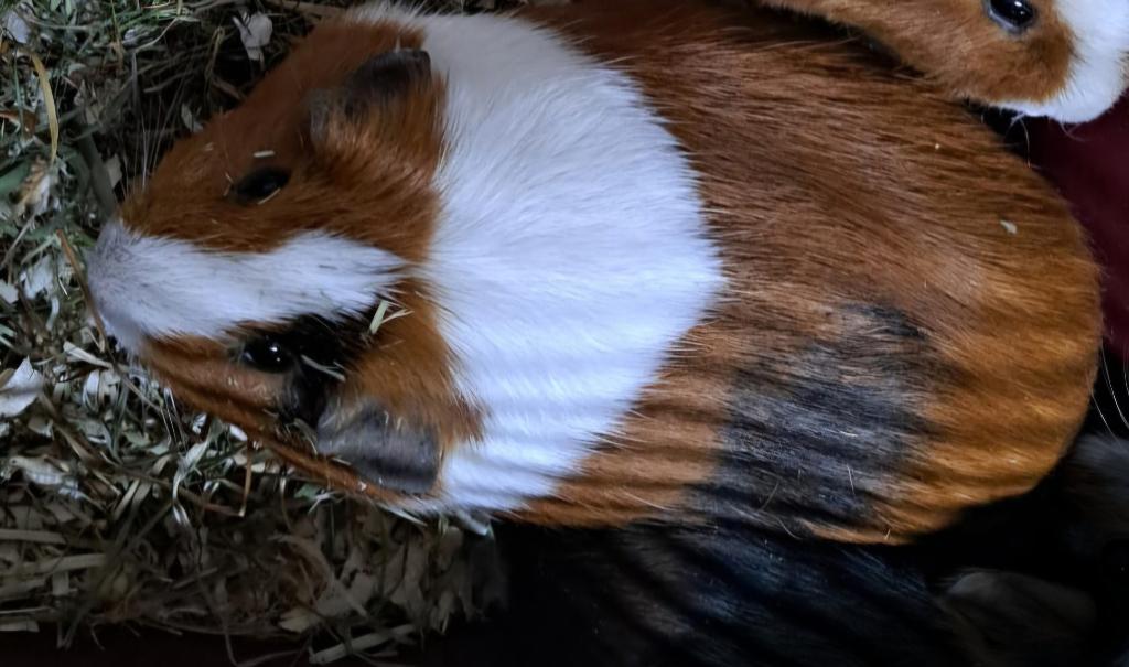 Cavia zeugje [1], Dieren en Toebehoren, Cavia, Juni, Vrouwelijk, Tam