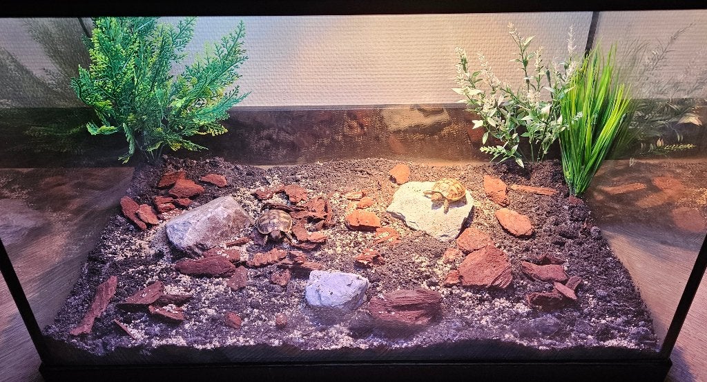 Griekse landschildpadjes + compleet SuperFish terrarium Tortoise photo 2