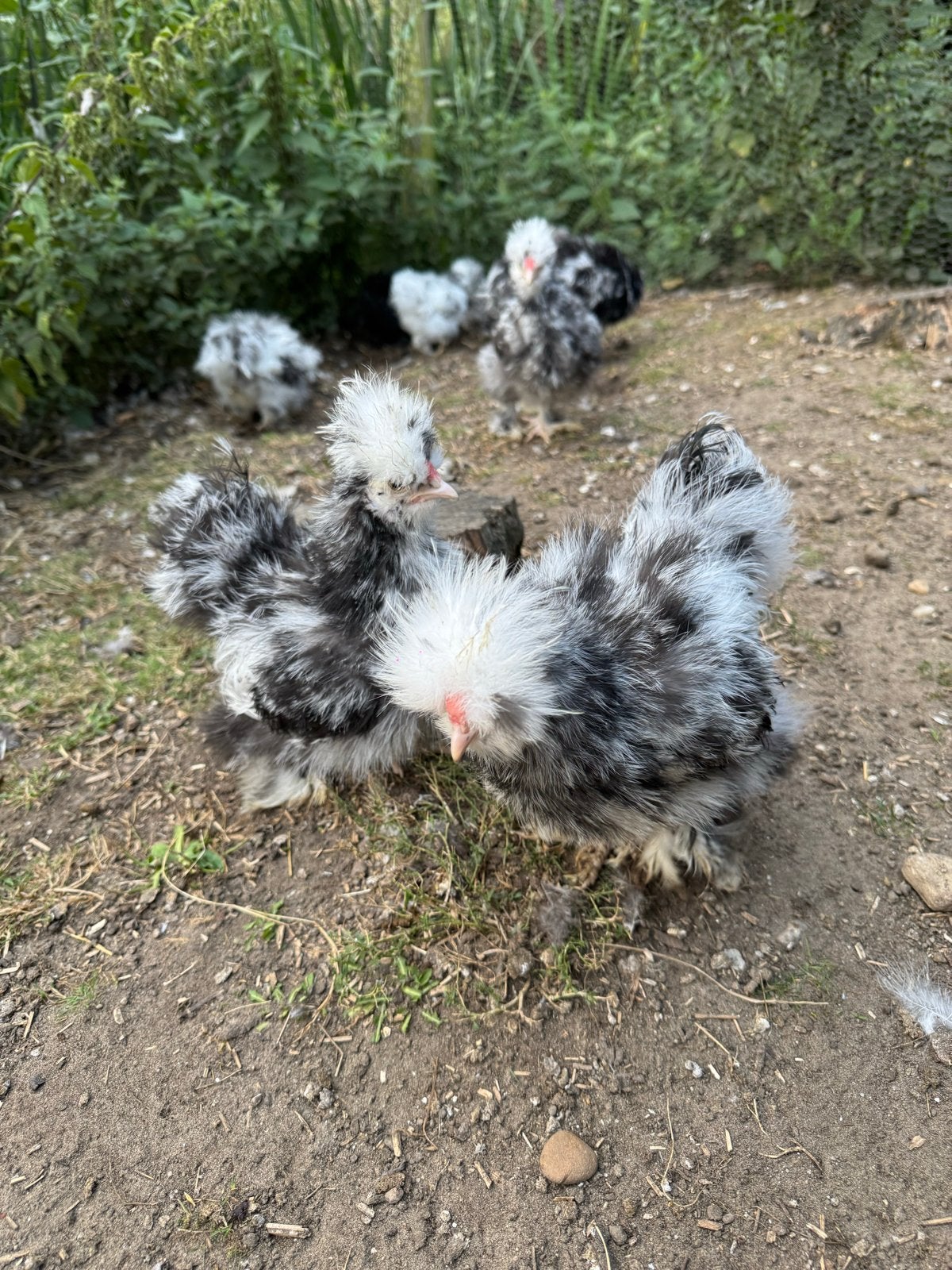 Zwart mottled usa haantjes, Dieren en Toebehoren, Pluimvee, Mannelijk, Kip