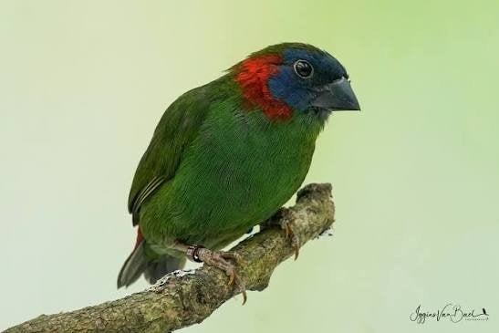 Coloria papegaaiamadine man, Dieren en Toebehoren, Vogels | Overige Vogels, Mannelijk