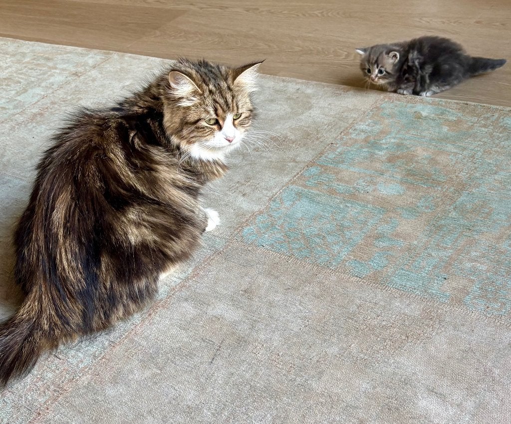 Siberische kat - nog een poes beschikbaar, Meerdere dieren, Met stamboom, 0 tot 2 jaar