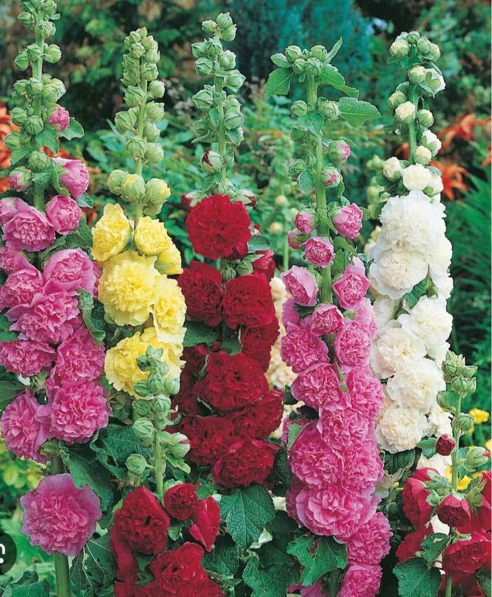 Alcea Rosea ,,Charters Mixed zaden, Tuin en Terras, Ophalen of Verzenden, Volle zon
