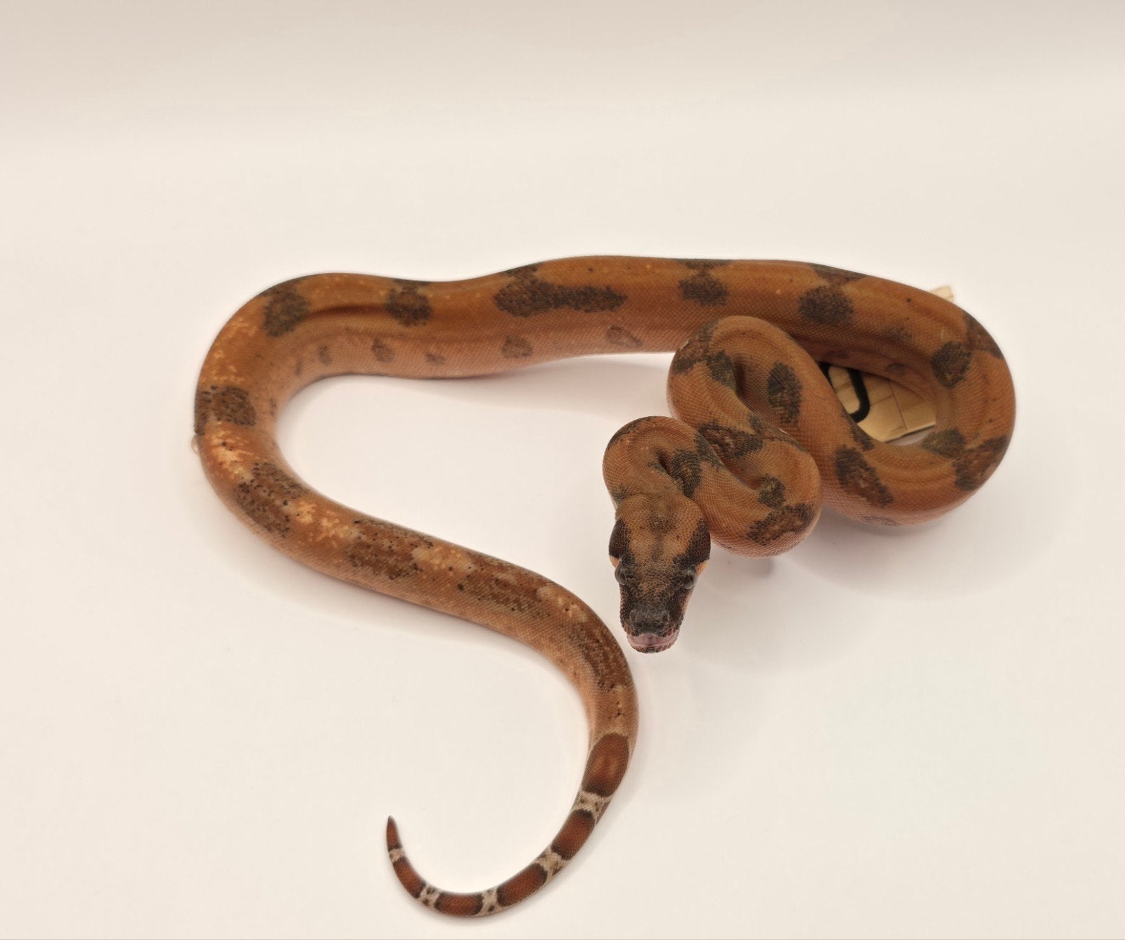 Hypo Leopard 66% VPI Boa imperator, Slang, 0 tot 2 jaar