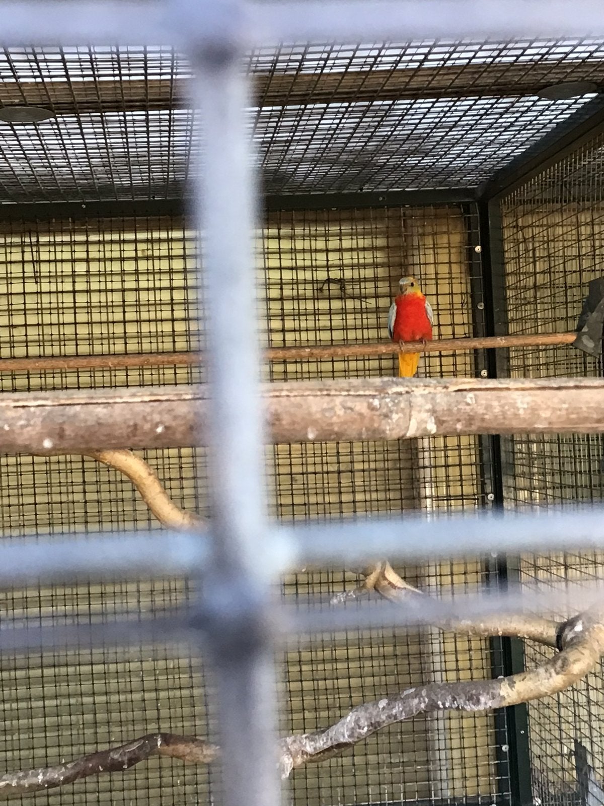 Turquoisine parkieten, Dieren en Toebehoren, Mannelijk, Parkiet