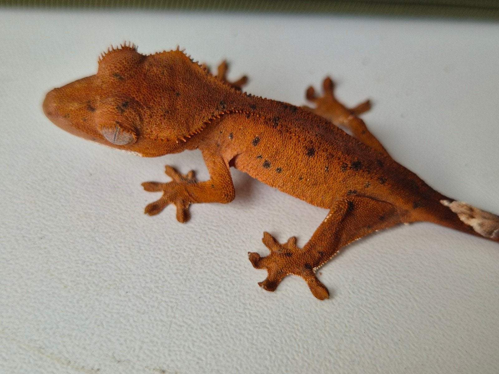 Prachtige Patternless Red/Orange met spots Wimpergekko Baby