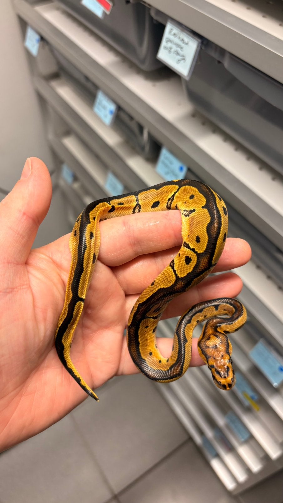 Clown 100% het hypo ball python