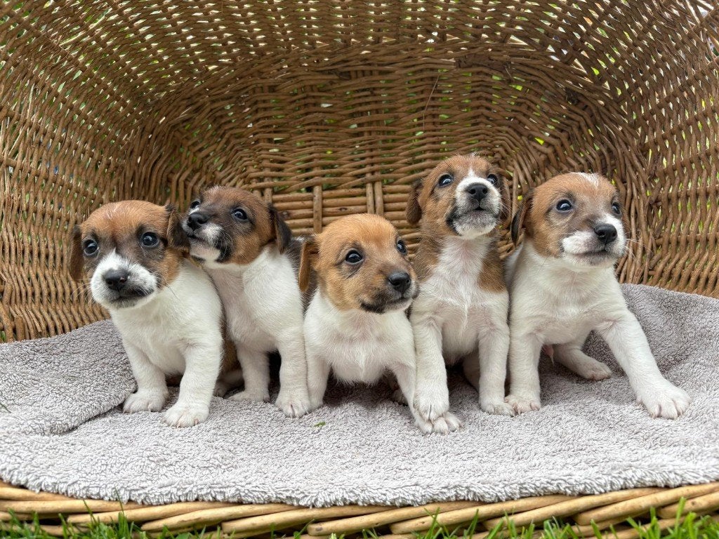 Jack russel pups, Dieren en Toebehoren, Honden | Jack Russells en Terriërs, Parvo, Jack Russell Terriër, Reu, 8 tot 15 weken