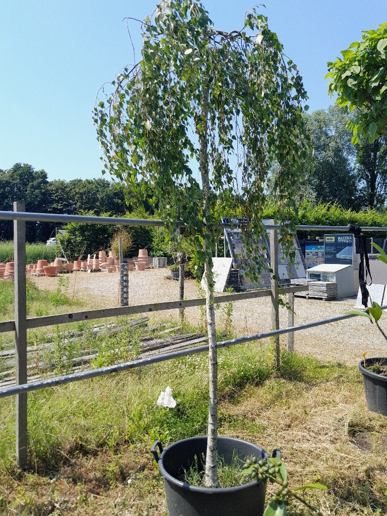 treurberk 250 cm., Treurboom, 250 tot 400 cm, Ophalen, Volle zon