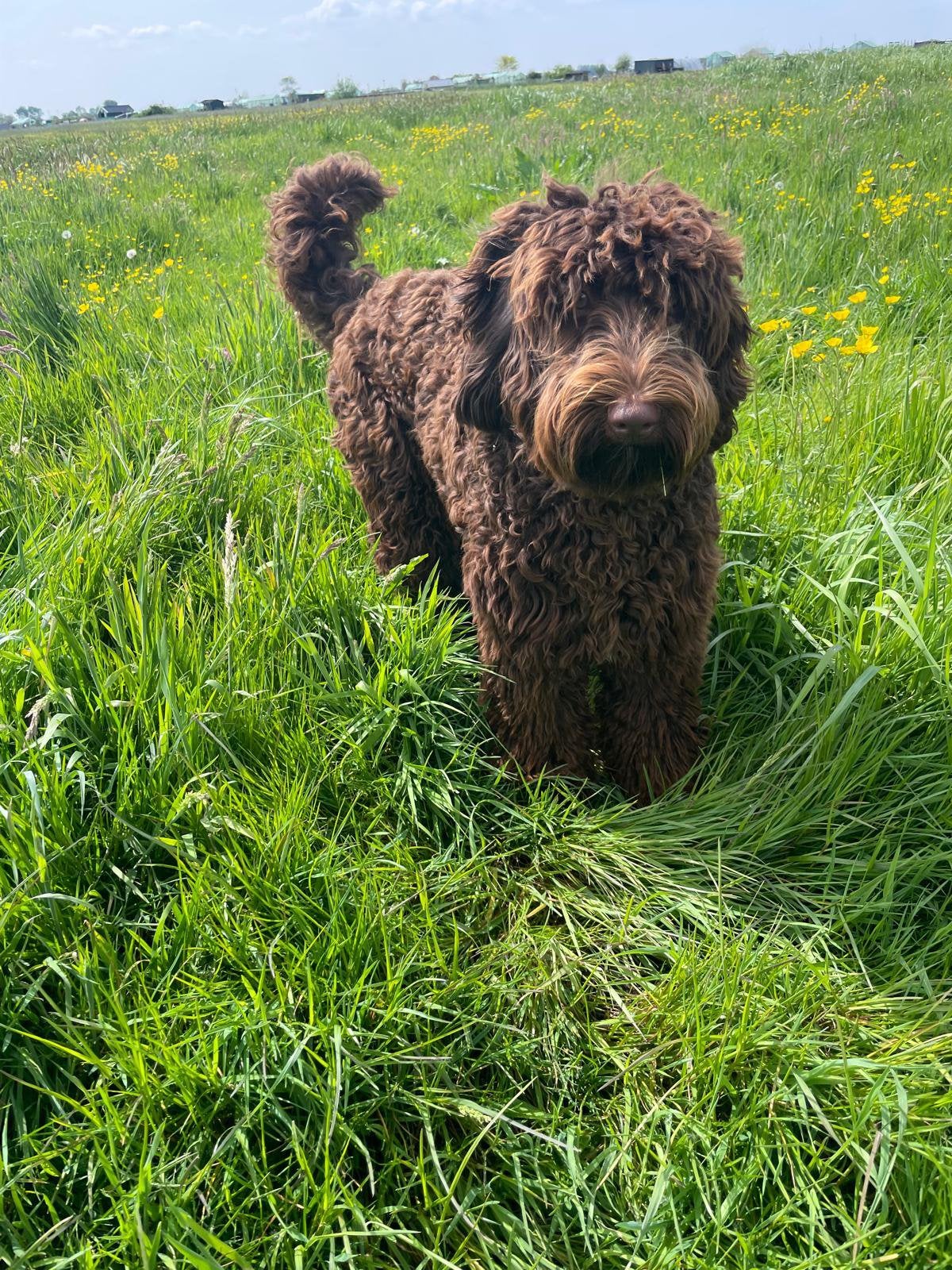 Medium labradoodle ter dekking (volledig getest), Dieren en Toebehoren, Reu, CDV (hondenziekte), Eén hond, 3 tot 5 jaar