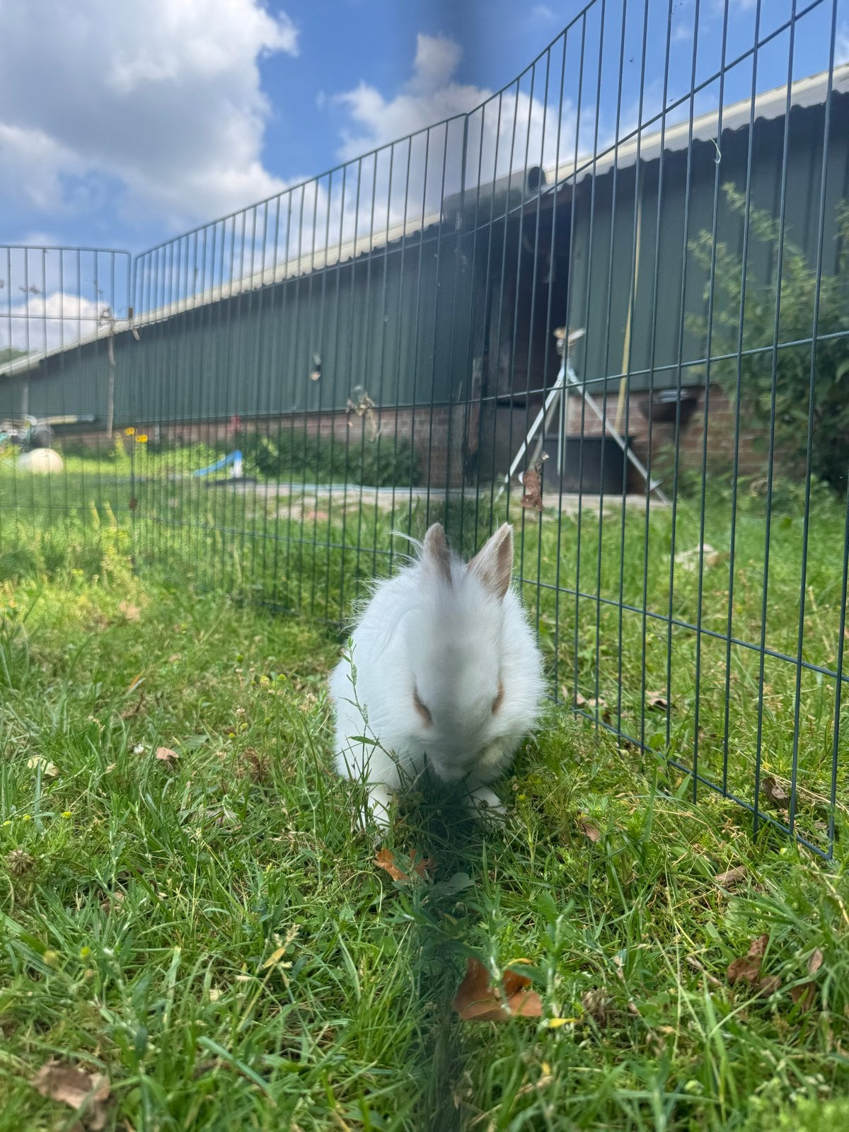 Lief&tam dwerg konijntje, Dieren en Toebehoren, Konijnen, Mannelijk, Dwerg