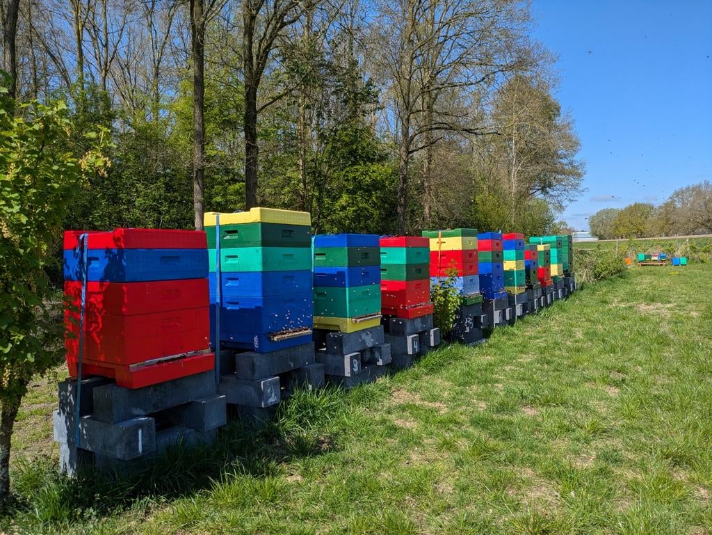 Carnica bijenvolk met F1 moer '25, Dieren en Toebehoren, Bijen