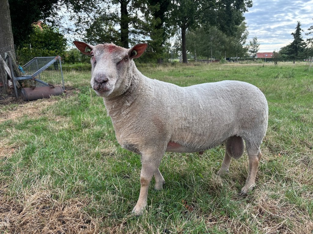Schaap Dekram Charollais, Mannelijk, Schaap, 3 tot 5 jaar