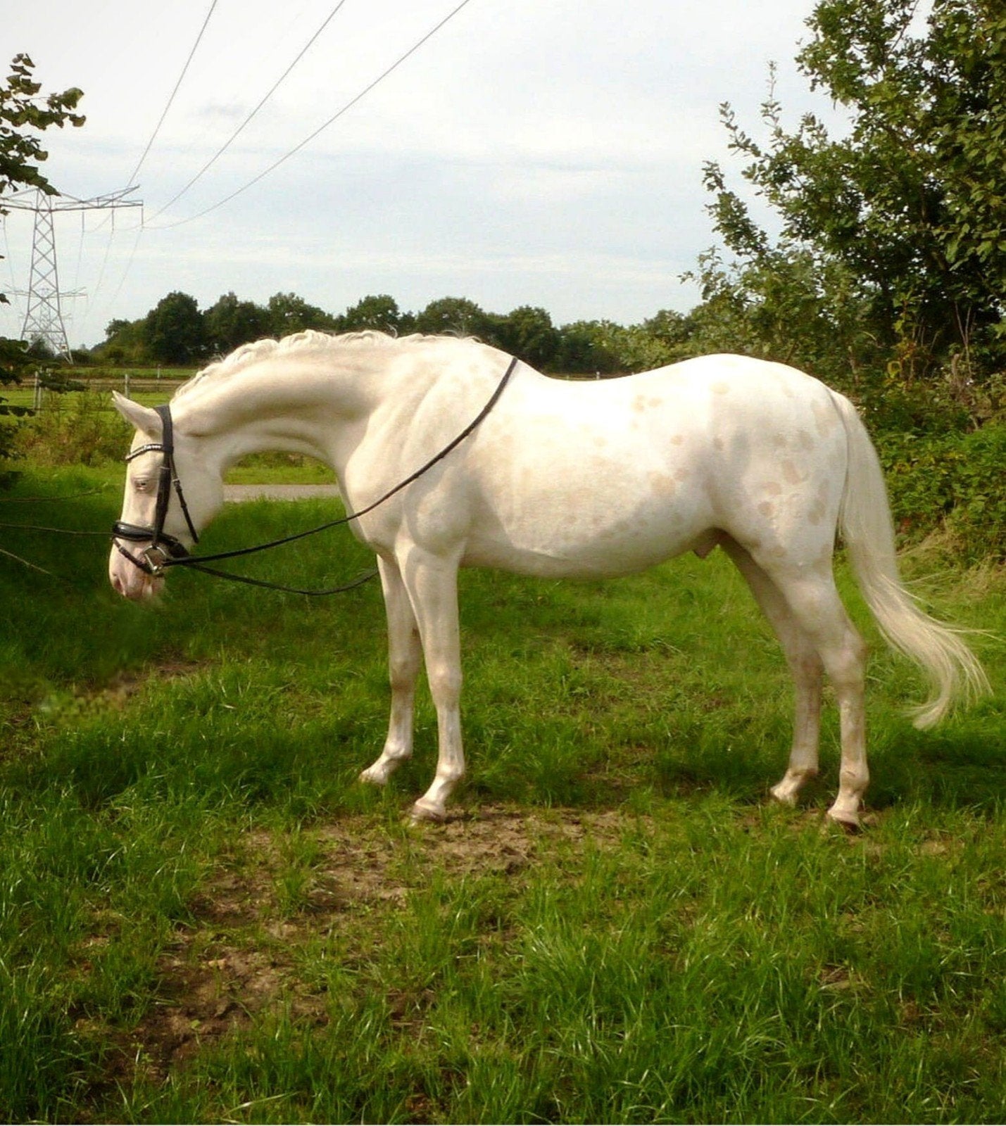 veelbelovende 3.5 jarige sportpony te koop, Dieren en Toebehoren, Met stamboom, Ruin, Dressuurpony, Zadelmak