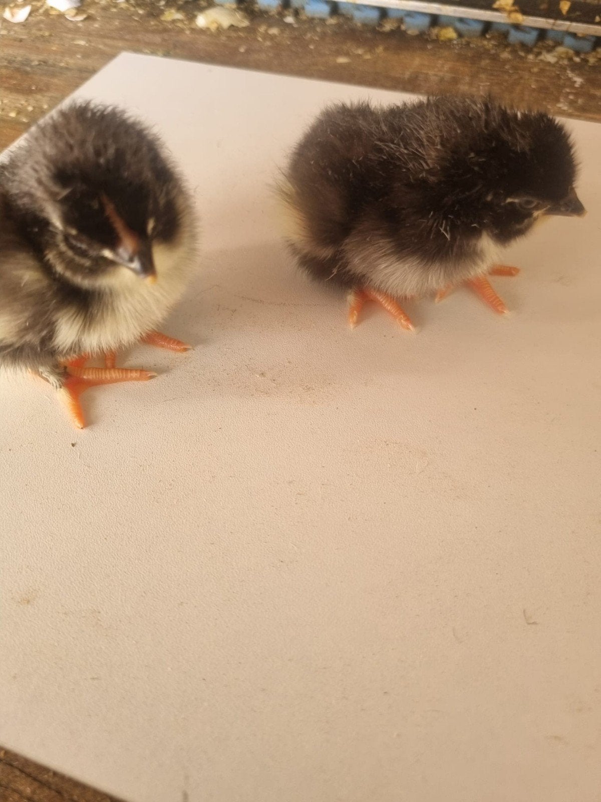 Kuikens  van marans kippen, Dieren en Toebehoren, Pluimvee, Geslacht onbekend, Kip