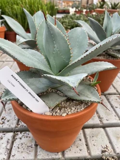 AGAVE Pygmae 'Dragon Toes’ potmaat 19 cm., Ophalen of Verzenden, Minder dan 100 cm, Bloeiende kamerplant, Volle zon