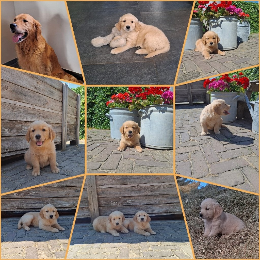 Golden retriever pups, 8 tot 15 weken, Meerdere, Meerdere dieren, Parvo