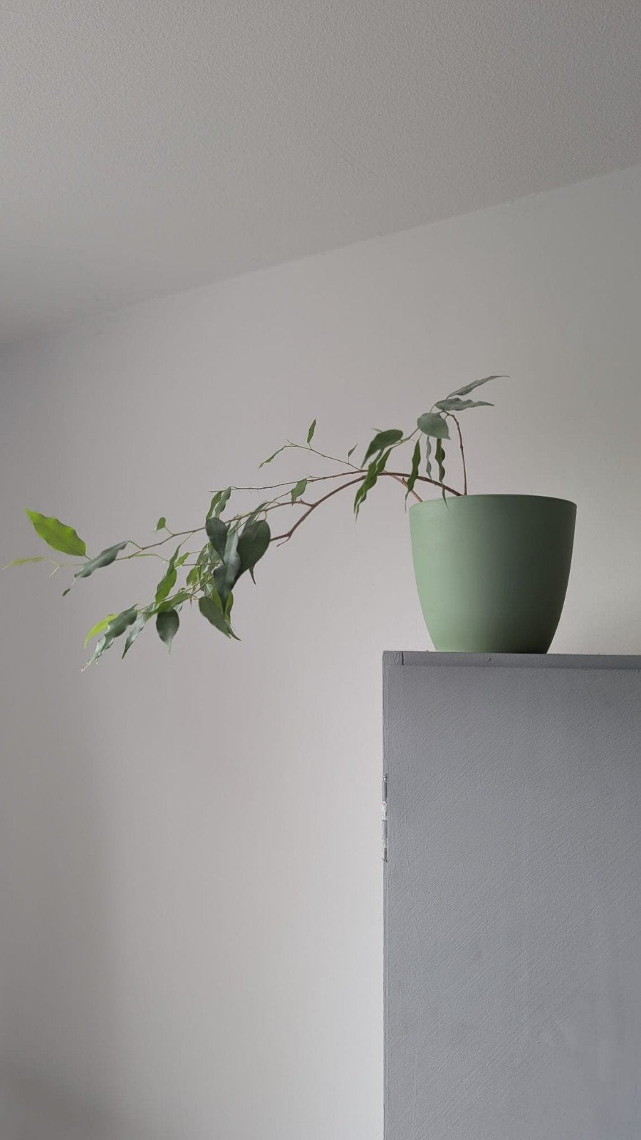 Mooie Ficus plant in pot, Ophalen