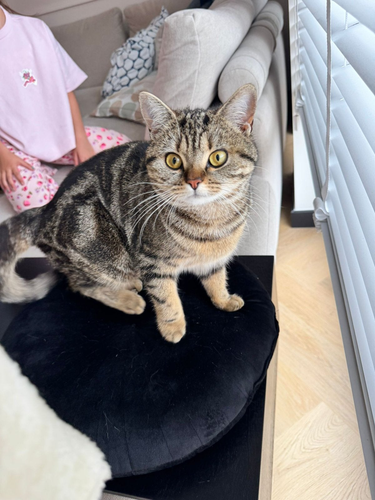 Half Britse Korthaar, gesteriliseerd, ingeënt, mooi & lief!, Dieren en Toebehoren, Poes, Gechipt, 0 tot 2 jaar