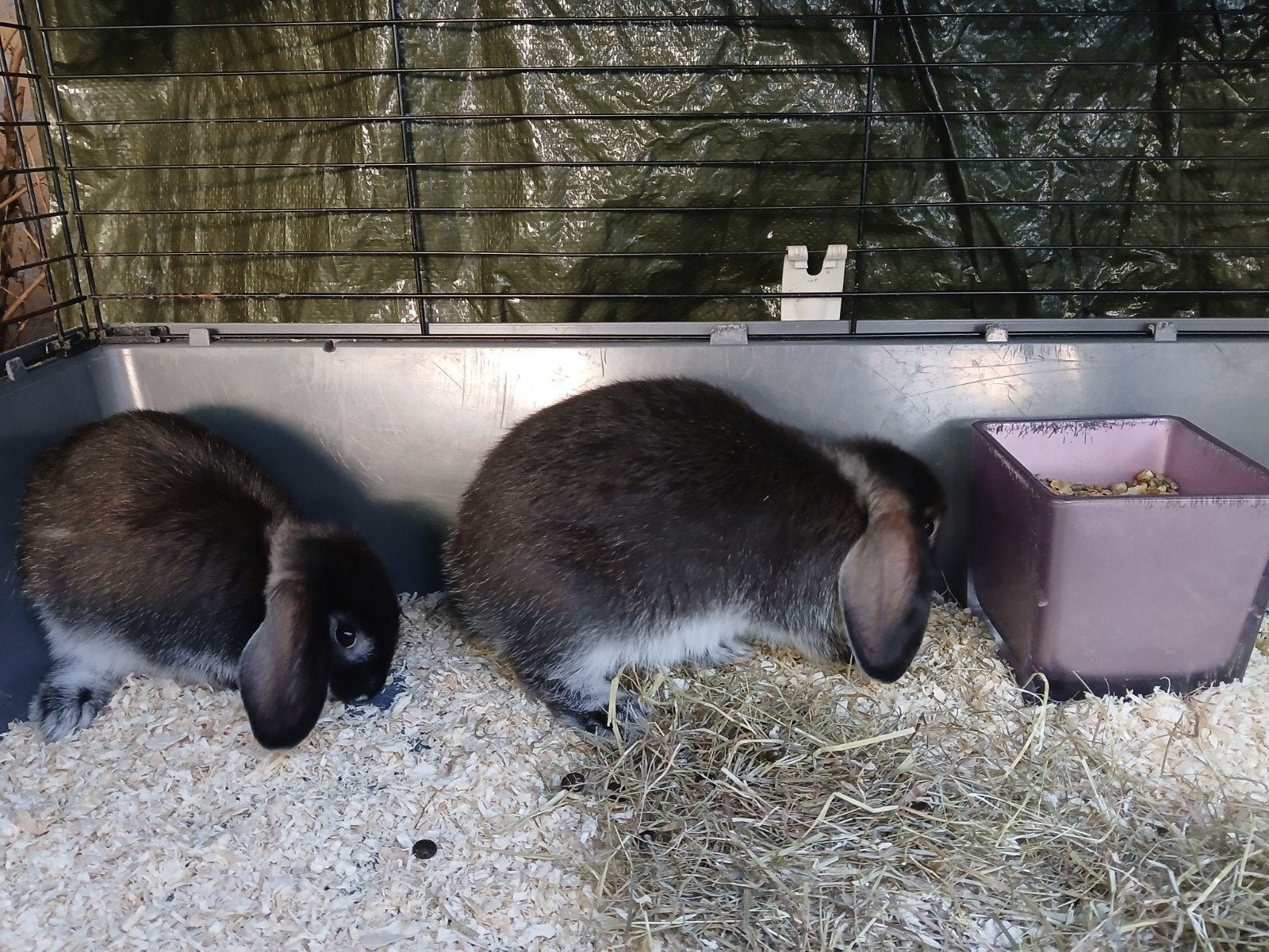 8 week black rabbit, Mannelijk, Dwerg