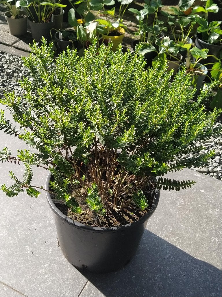 Te koop: struikveronica, Ophalen, Vaste plant, Overige soorten, Volle zon