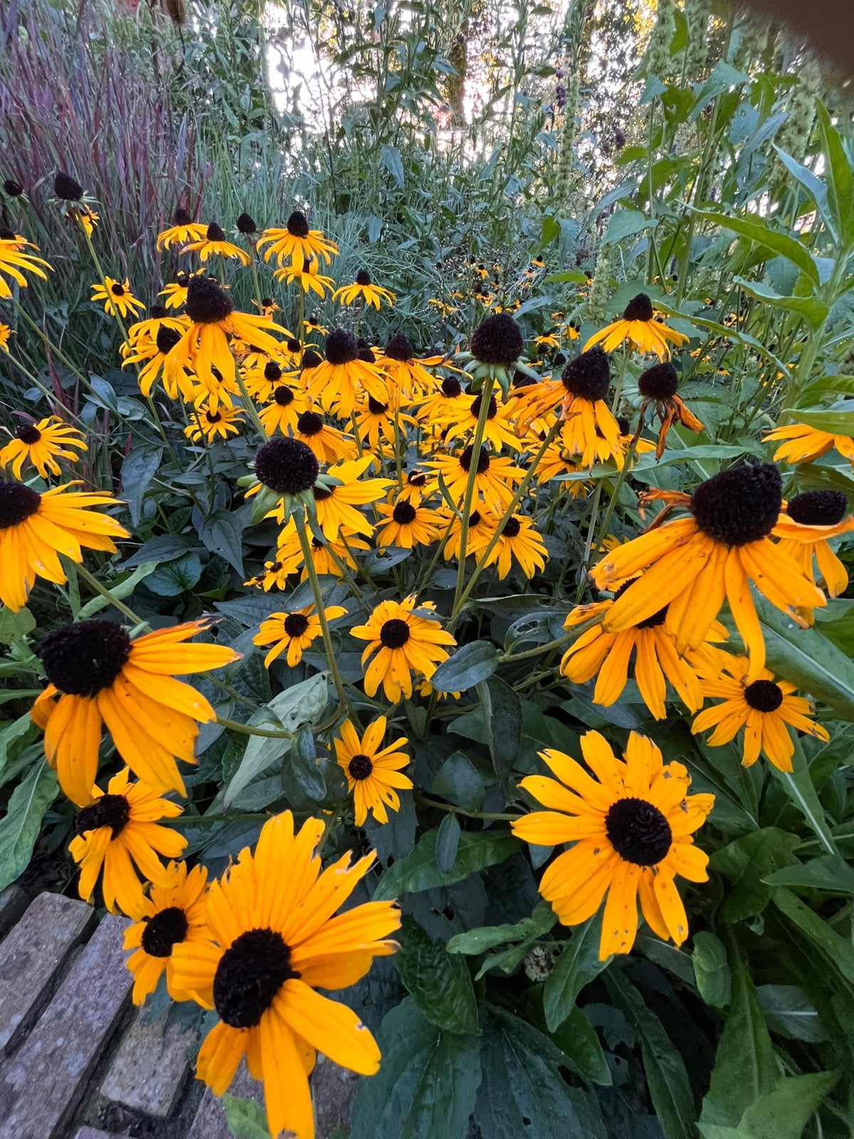 Plantjes zonnehoed / echinicea, Overige soorten, Volle zon, Vaste plant, Ophalen of Verzenden
