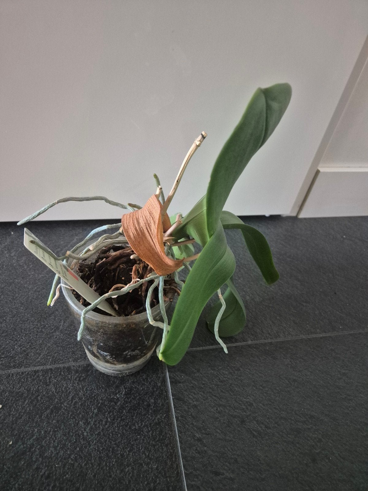 Phalaenopsis Orchidee - Reddingsactie, Ophalen, Overige soorten, Halfschaduw