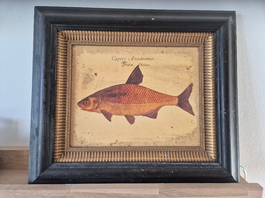 vintage lijst met afbeelding van een vis, Gebruikt, 38 cm, Hout, Ingelijst werk