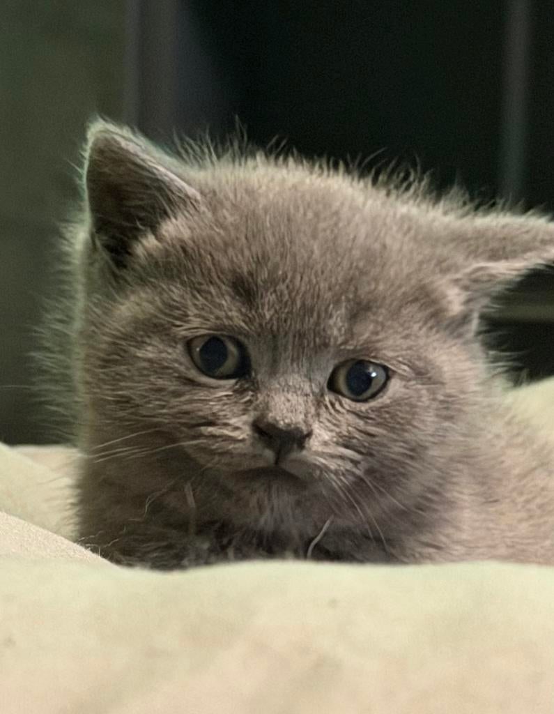 Mooie en lieve Britse Korthaar kitten (Blue) -MAG NU WEG-, Dieren en Toebehoren, Katten en Kittens | Raskatten | Korthaar, Poes