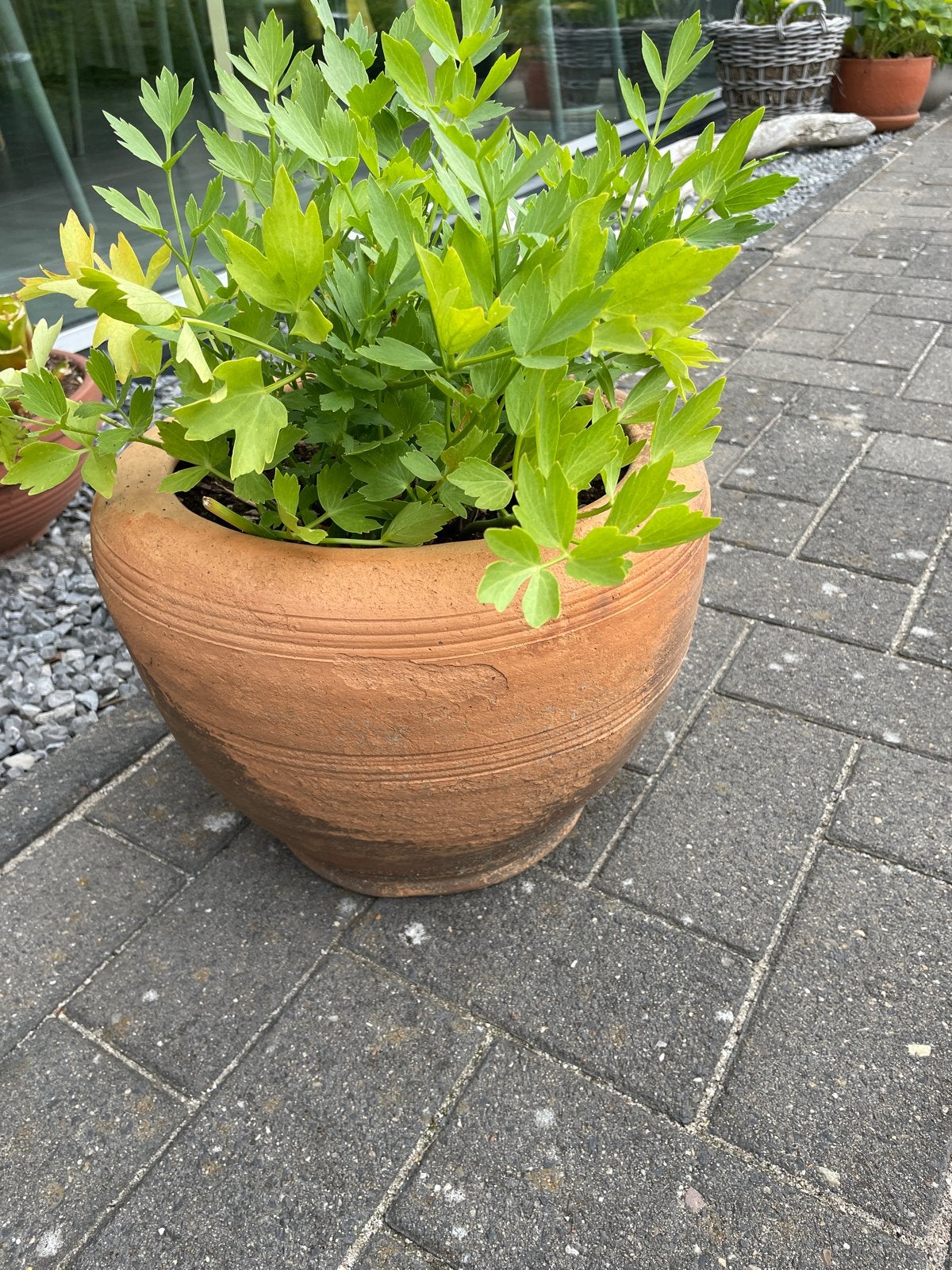 Grote terracotta bloempot met Maggi plant, 25 tot 40 cm, Gebruikt, Rond, Binnen