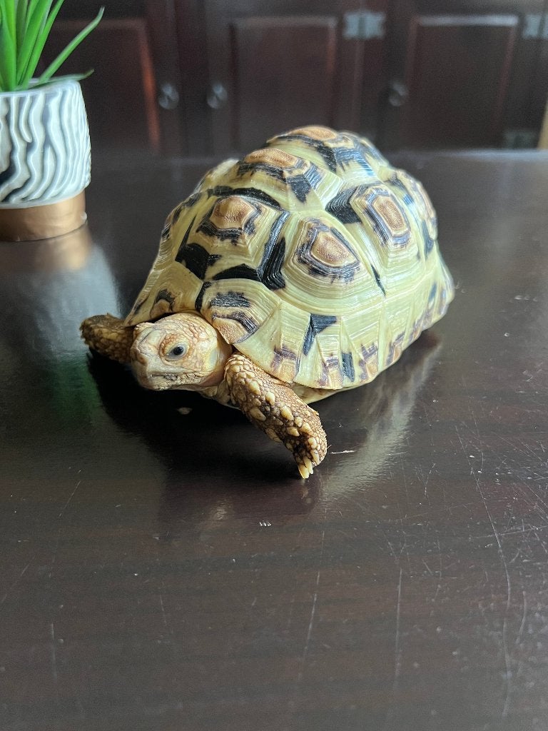 3 Panter schildpadden. NK 2024. Tortoise photo 8
