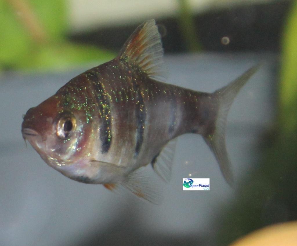 Vijfstreepbarbeel, Dieren en Toebehoren, Vissen | Aquariumvissen, Vis, Zoetwatervis, Schoolvis