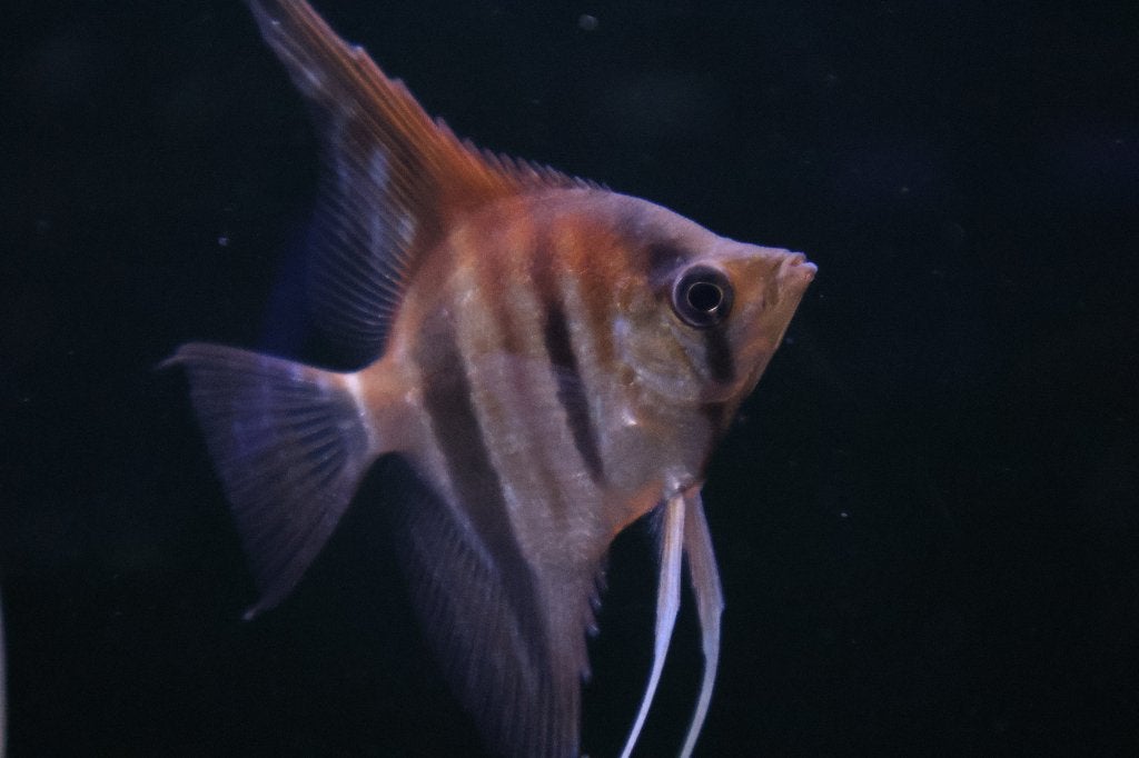 maanvis manacupura red back, Vis, Zoetwatervis