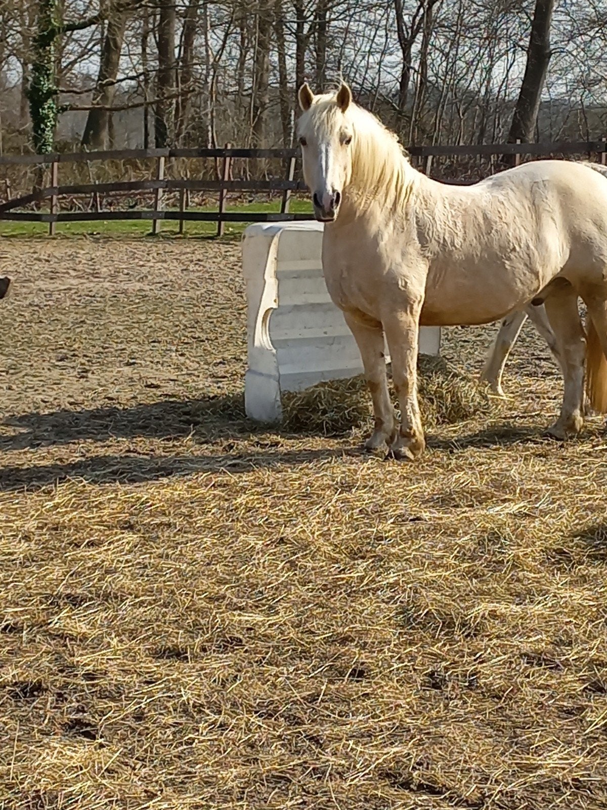 GEZOCHT FJORD OF D PONY, Dieren en Toebehoren, B, Recreatiepony, D pony (1.37m tot 1.48m), Meerdere dieren