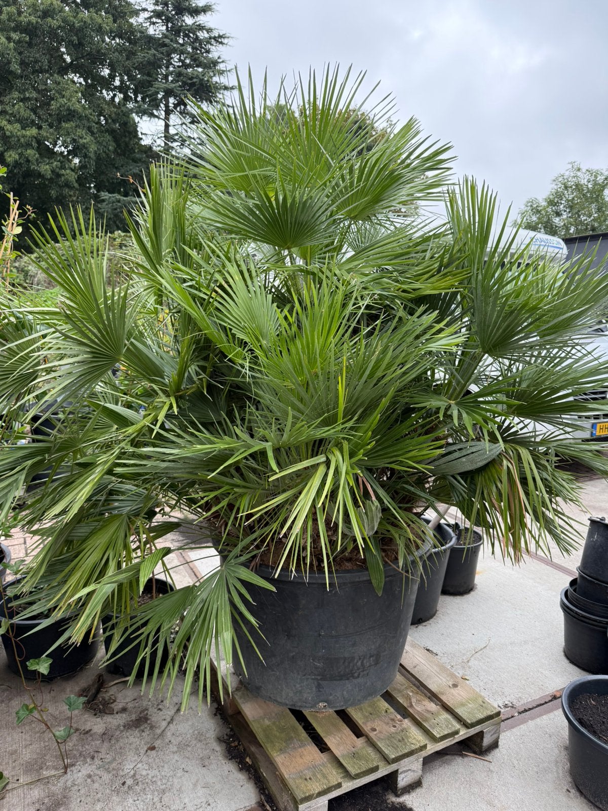 Foto 4 van Prachtige palm super dik chamearops wie wil hem niet ? 595,-