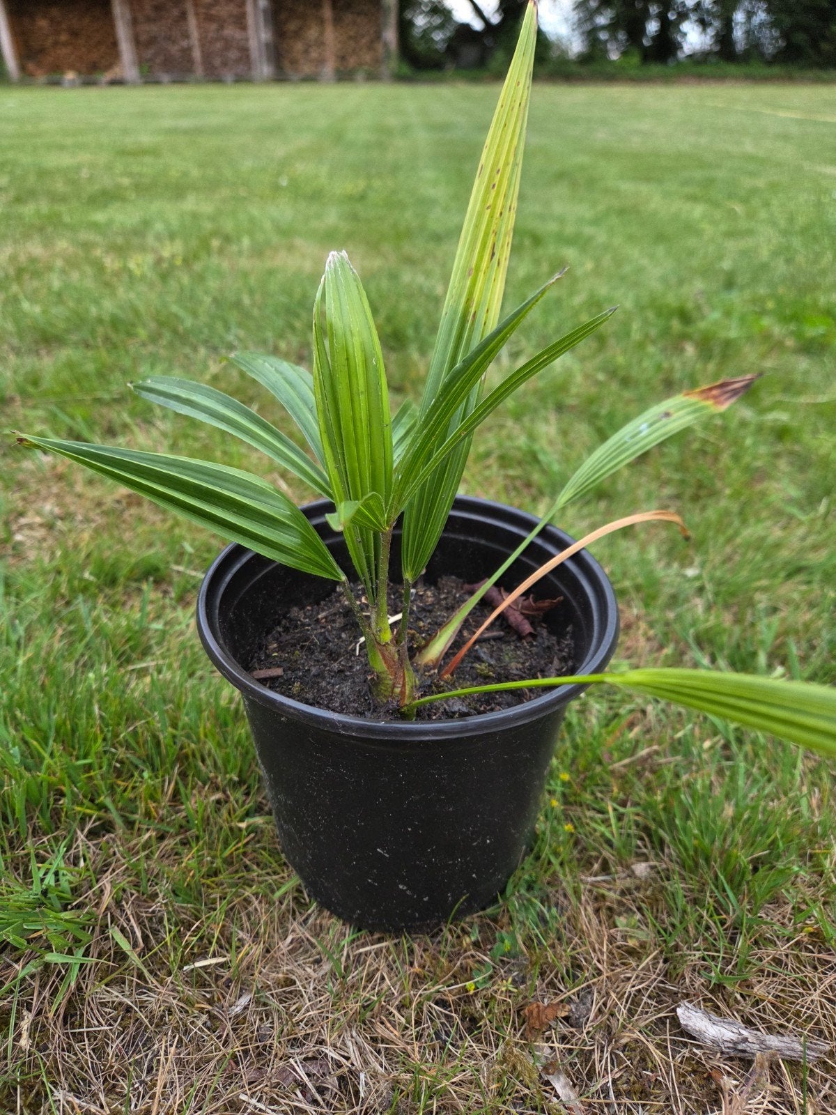 Trachycarpus fortunei palmboompjes, Ophalen, Overige soorten, Volle zon