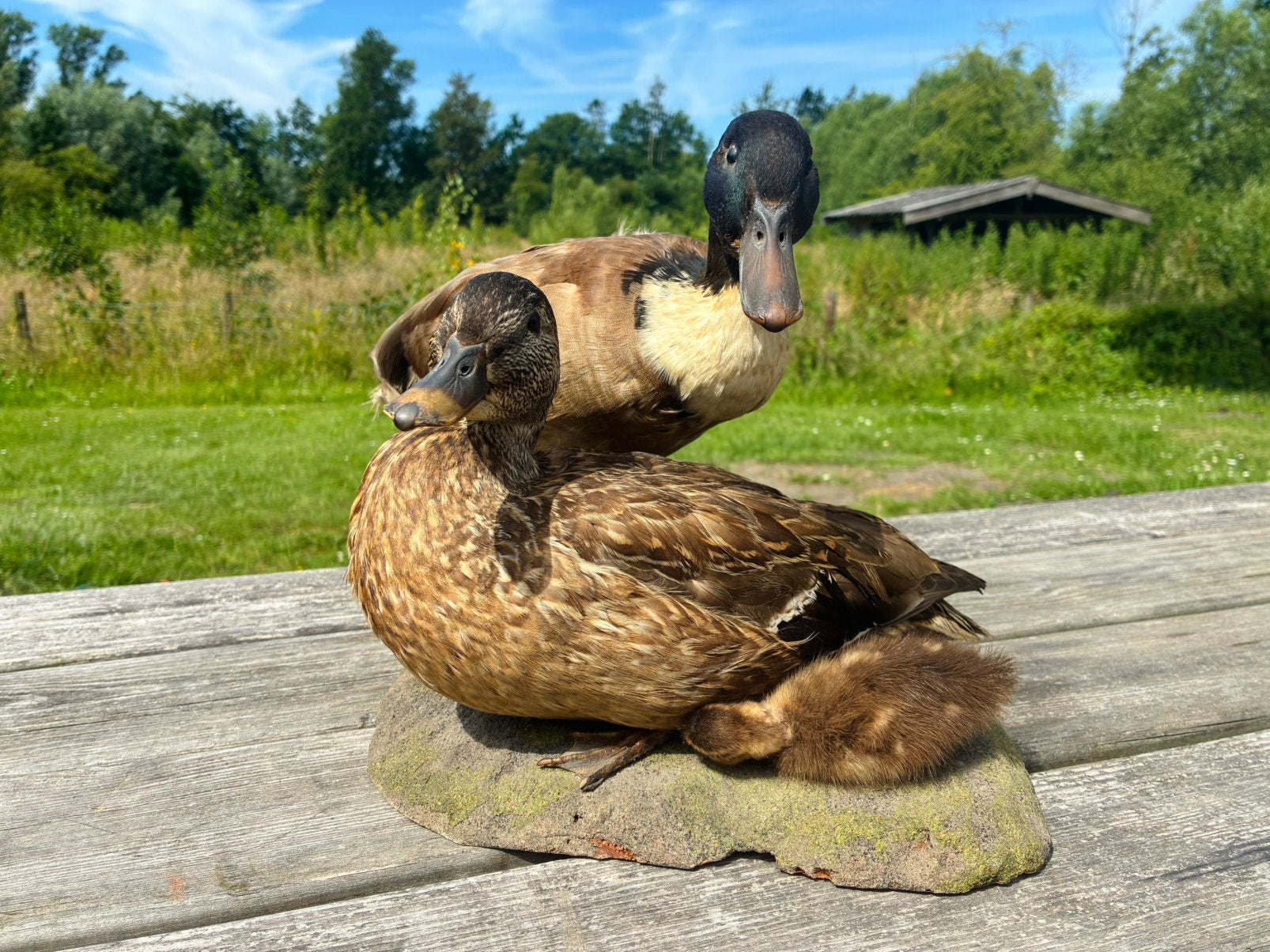 Prachtig opgezet eenden paar met kuiken taxidermie, Ophalen of Verzenden