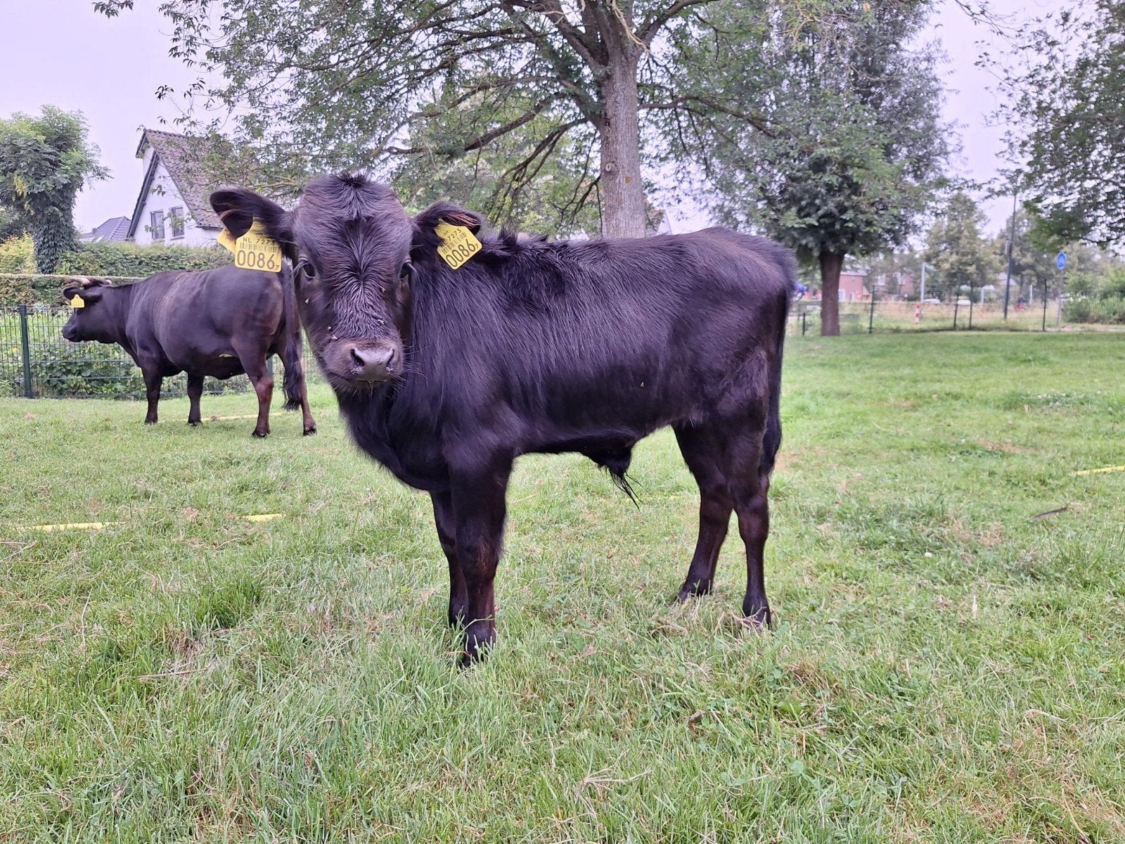 minirund stiertje ( dahomey), Dieren en Toebehoren, Runderen, Mannelijk, 0 tot 2 jaar