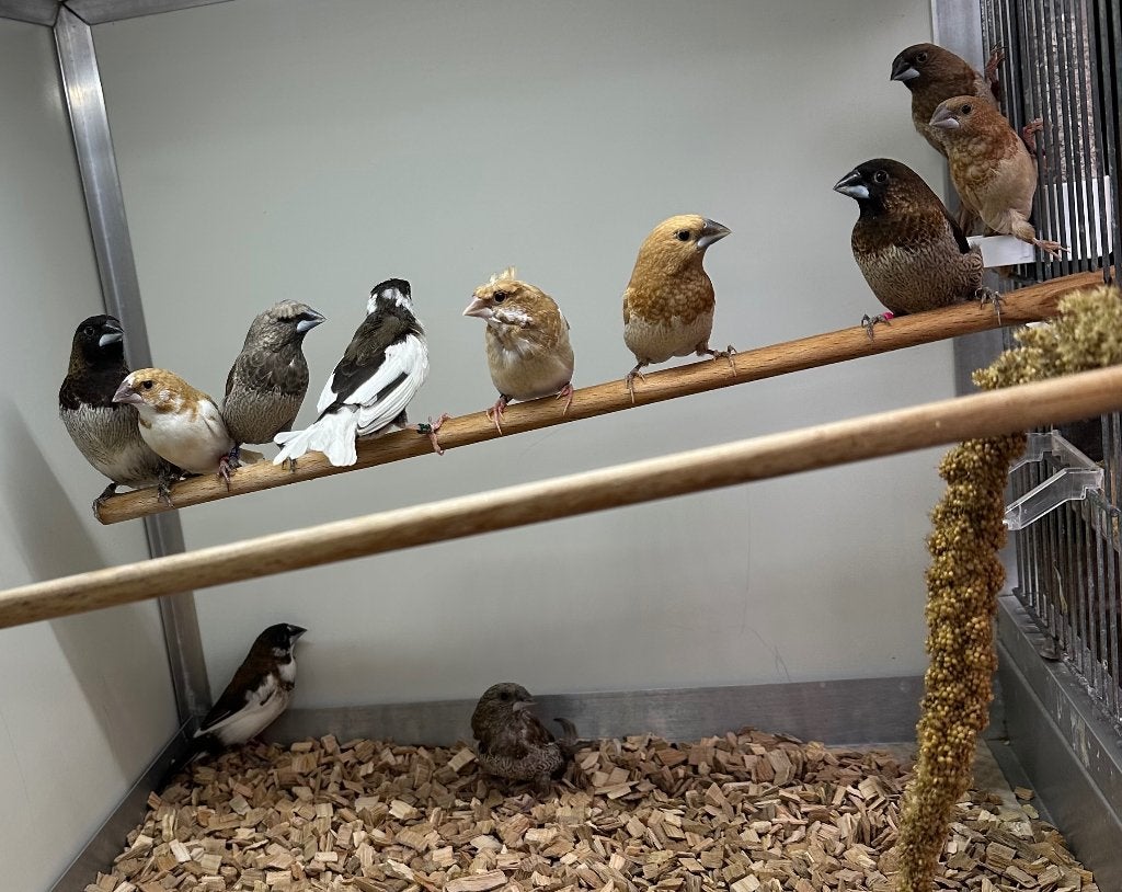 Japanse meeuwtjes, Meerdere dieren