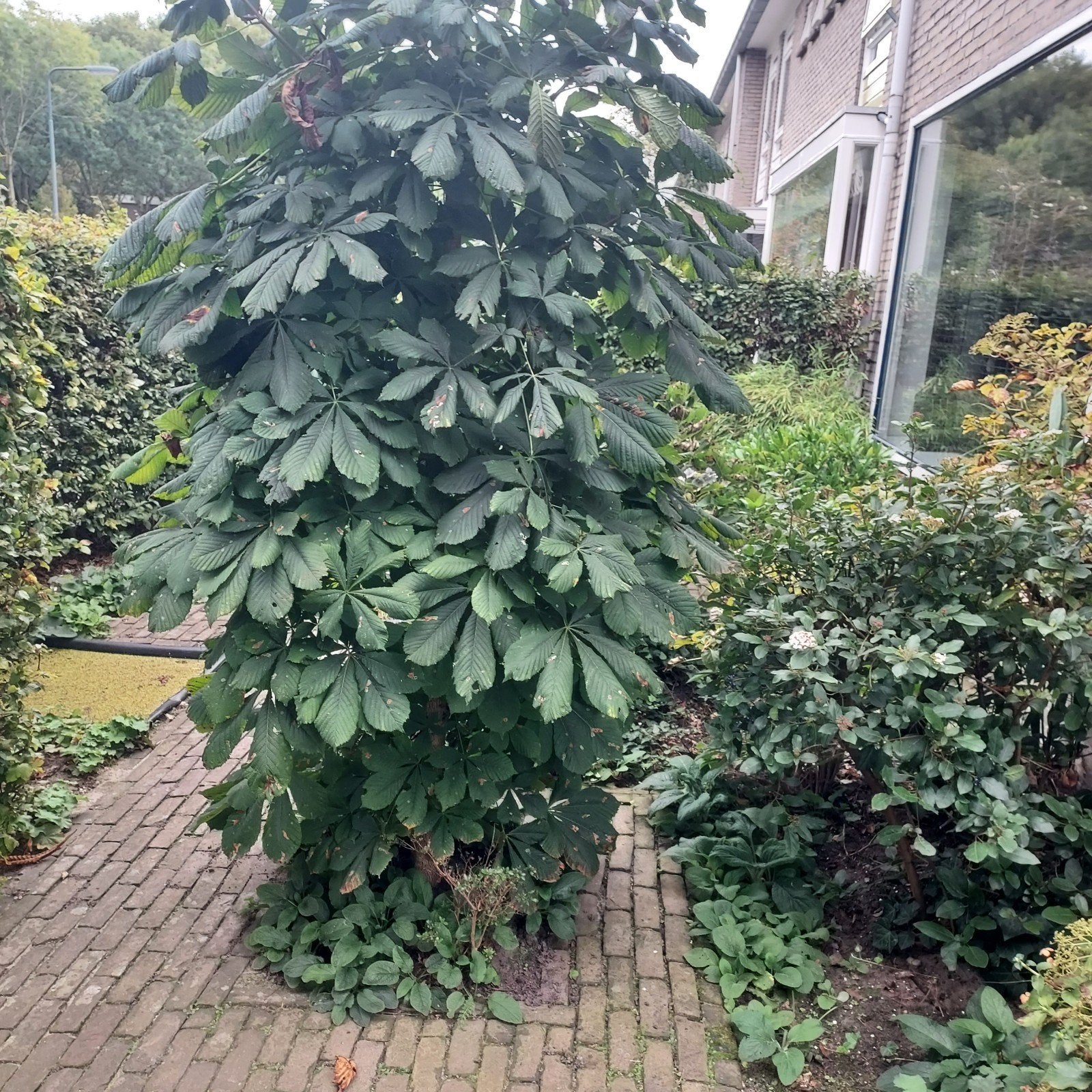 Gratis 4-jarige wilde kastanjeboom (zelf uitgraven), Tuin en Terras, Ophalen