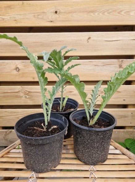 Artisjokplanten, Ophalen, Overige soorten, Volle zon