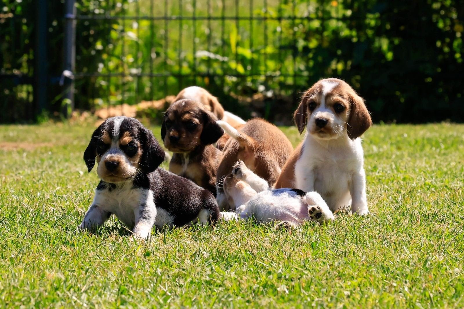 Bocker pups zoeken hun gouden mandje, Parvo, Nederland, 8 tot 15 weken, Meerdere
